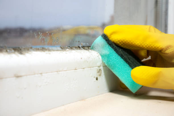 Reliable Frederick, OK Mold Inspection, Removal & Remediation Solutions